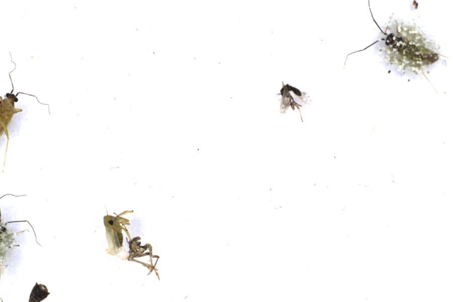 Image 115